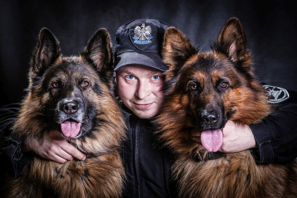 portret mundurowy, policja, policjant z psami służbowymi, mundur z czapką